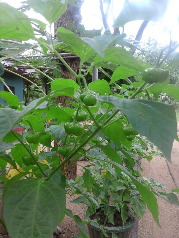 Walawe Park View Hotel Udawalawe Exterior foto